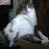 izzycatt